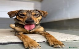 Mixed Breed dogs for adoption: Bobbie - Overlooked in need of a forever home!  - Image 3