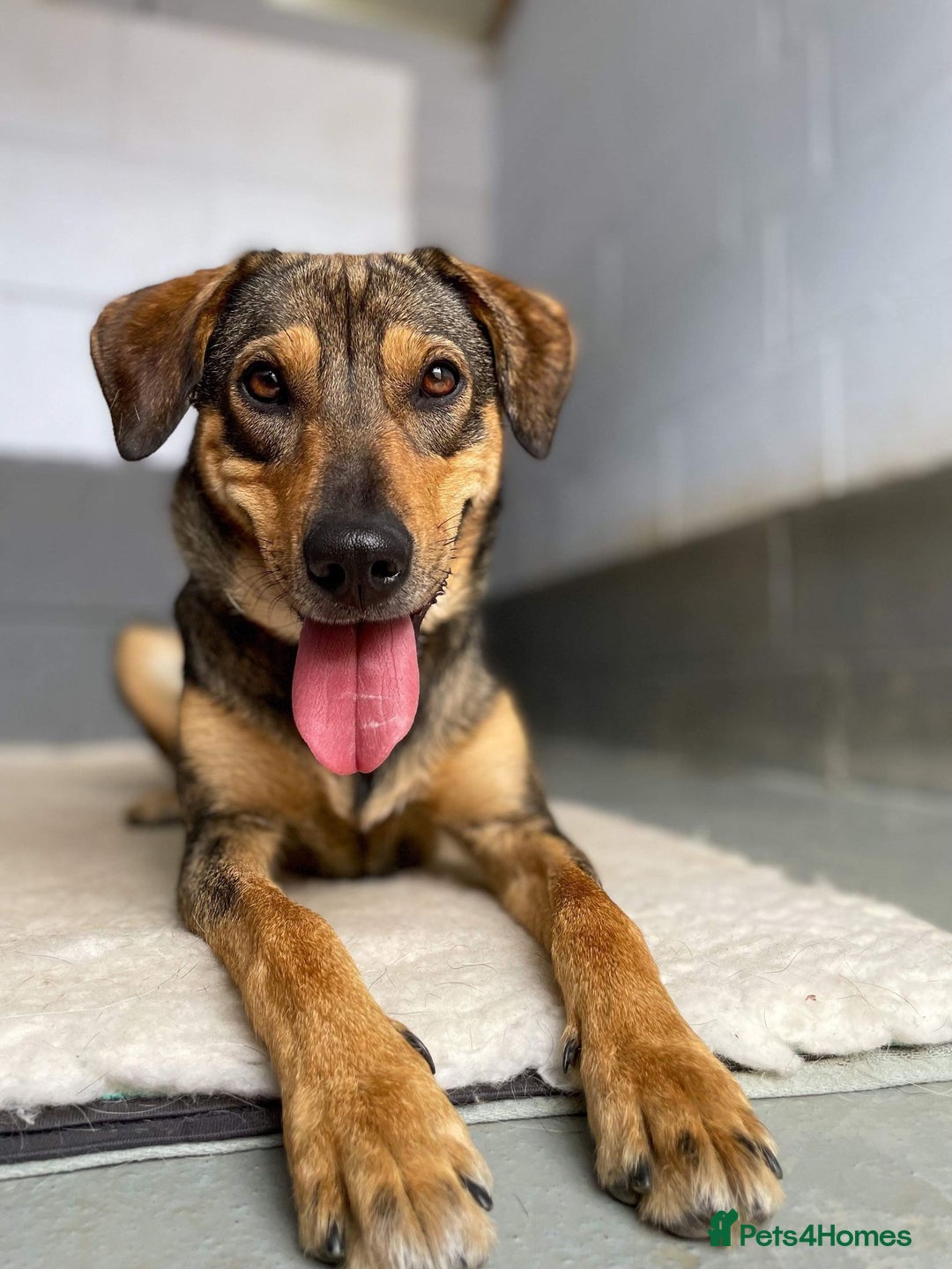 Mixed Breed dogs for adoption: Bobbie - Overlooked in need of a forever home!  - Image 3