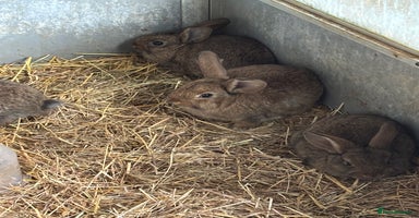 Continental Giant rabbits - Advert 1