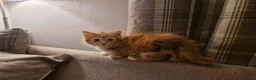 Mixed Breed cats for sale: 4 Male mixed kittens £60 Each  - Advert 3
