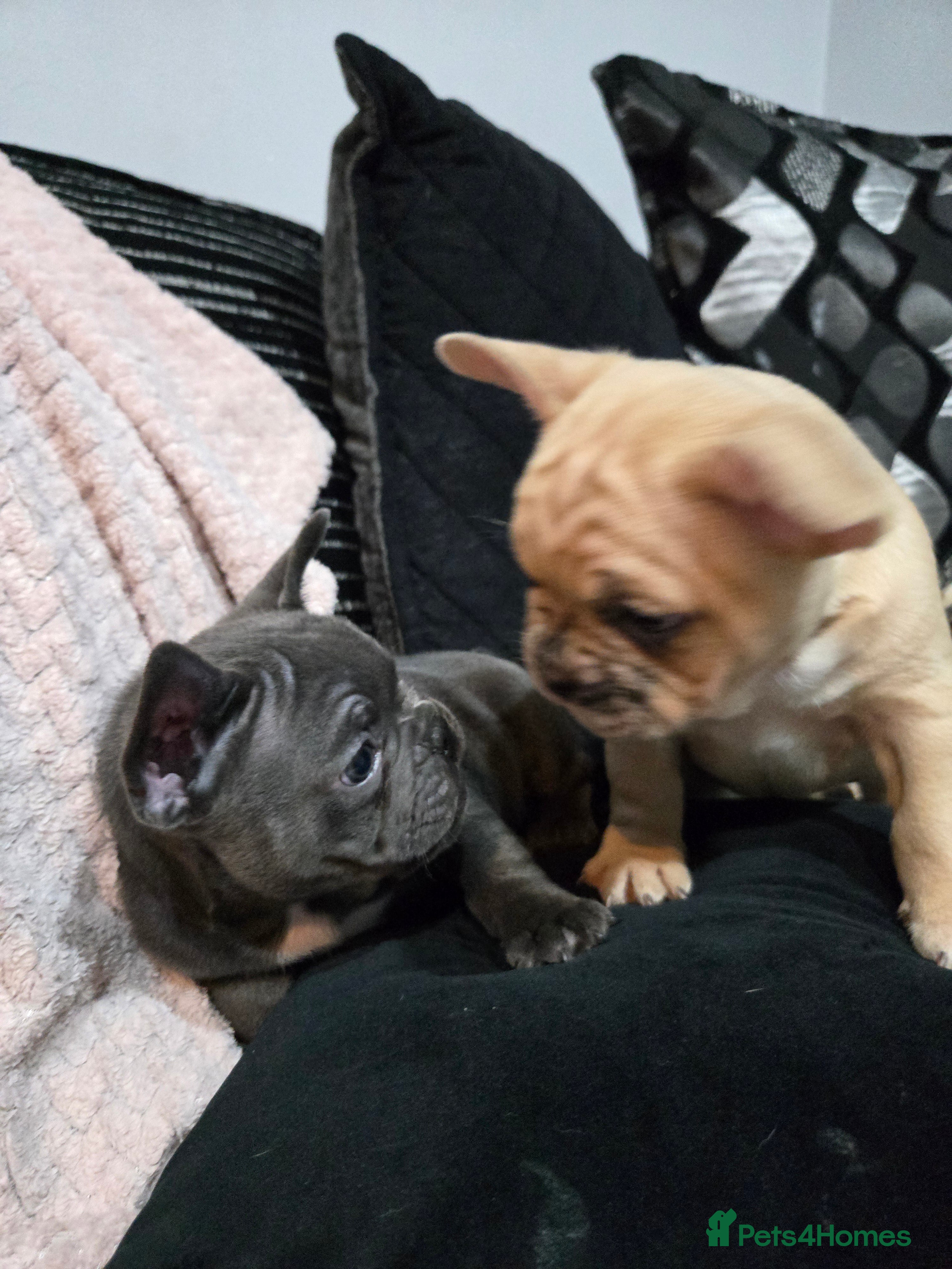French Bulldog dogs 2 Frenchie pups ready  - Advert 11