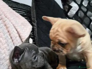 French Bulldog dogs 2 Frenchie pups ready - Advert 11