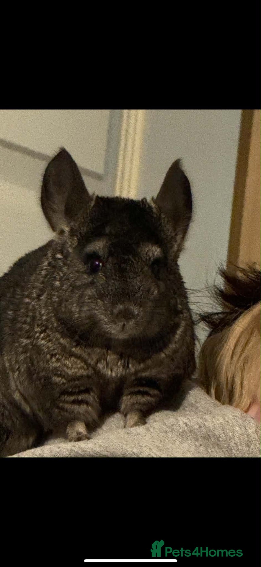 Chinchilla rodents Wanted a duo or trio of female chinchillas  - Advert 4
