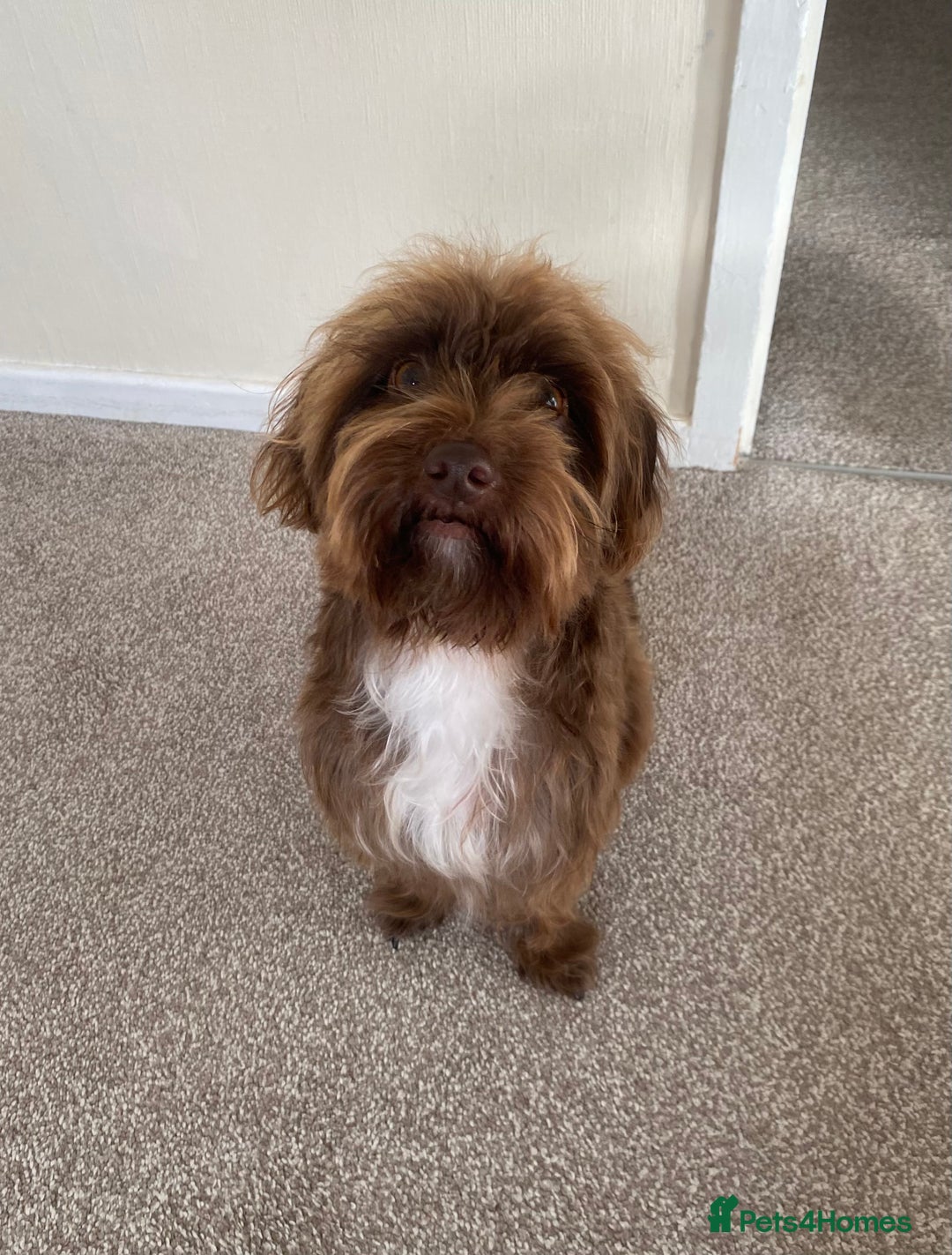 Jackapoo dogs for sale: Beautiful Jackapoo Puppies 🐾 - Advert 8