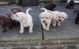 Labrador Retriever dogs for sale: Labradors puppys - Image 3