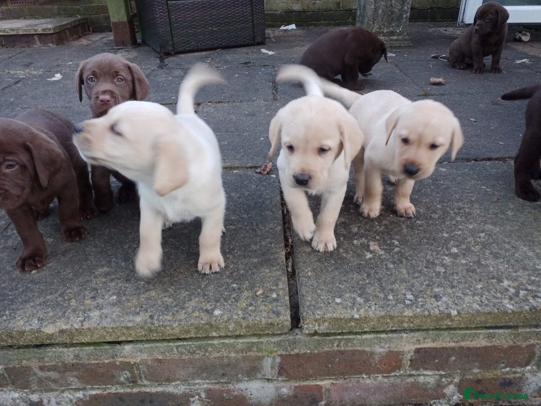 Labrador Retriever dogs for sale: Labradors puppys - Image 3