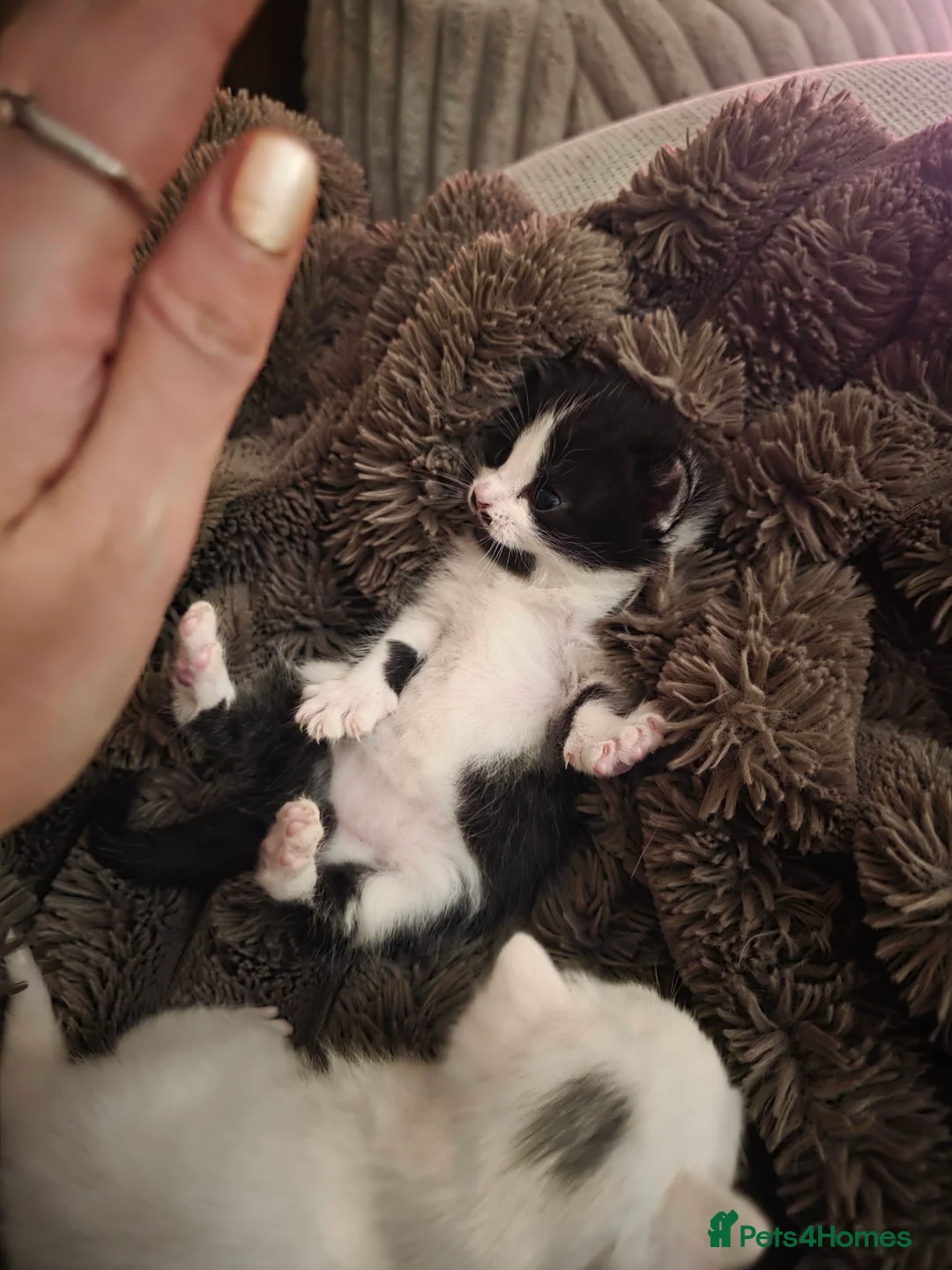 Mixed Breed cats for sale: beautiful kittens blue eyes ready 16th may - Advert 2