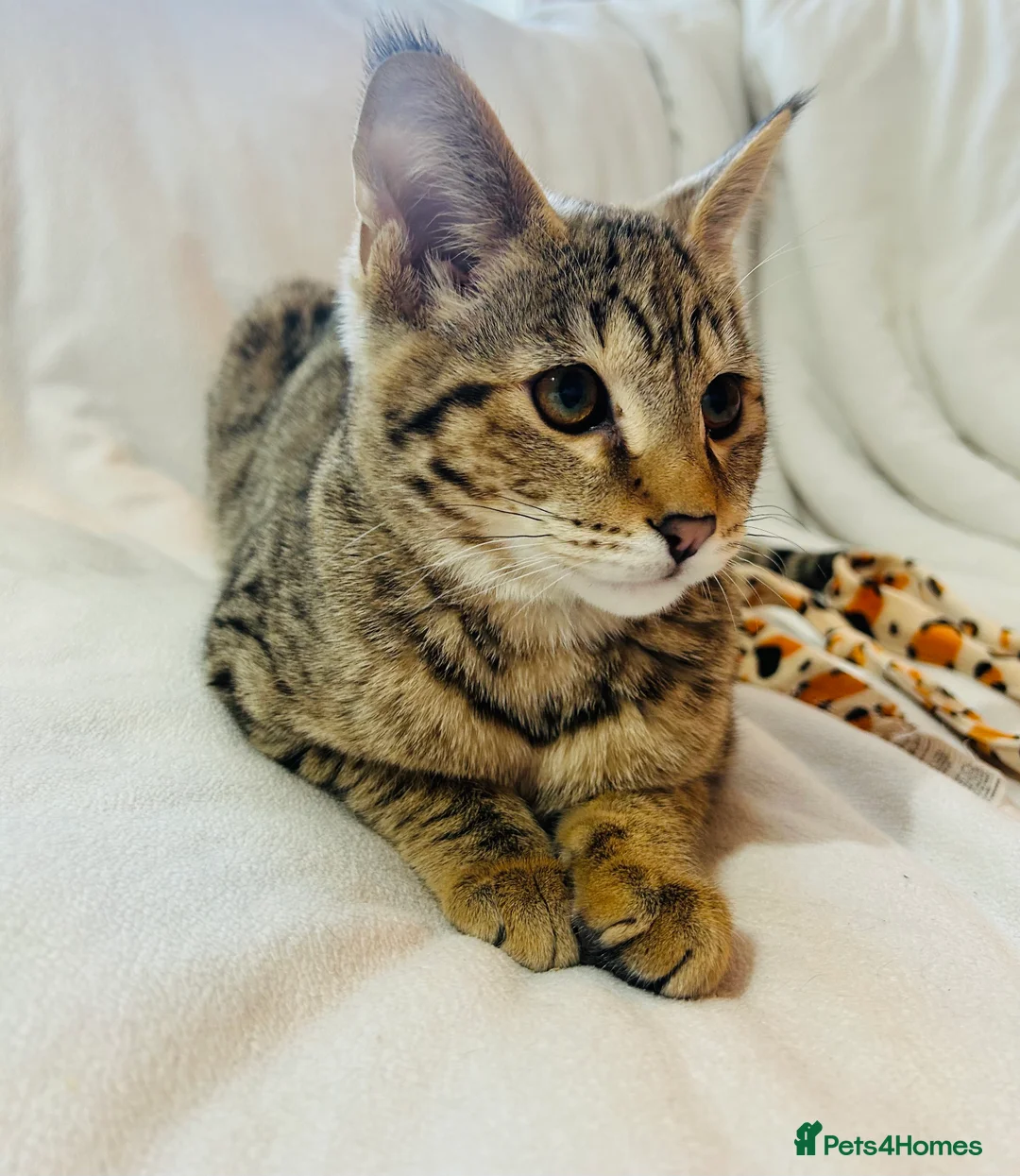 Savannah cats for sale: ✨ Special F2 Savannah Female ✨ - Advert 4