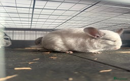 Chinchilla rodents for sale: 3 Chinchillas (family) - Image 14