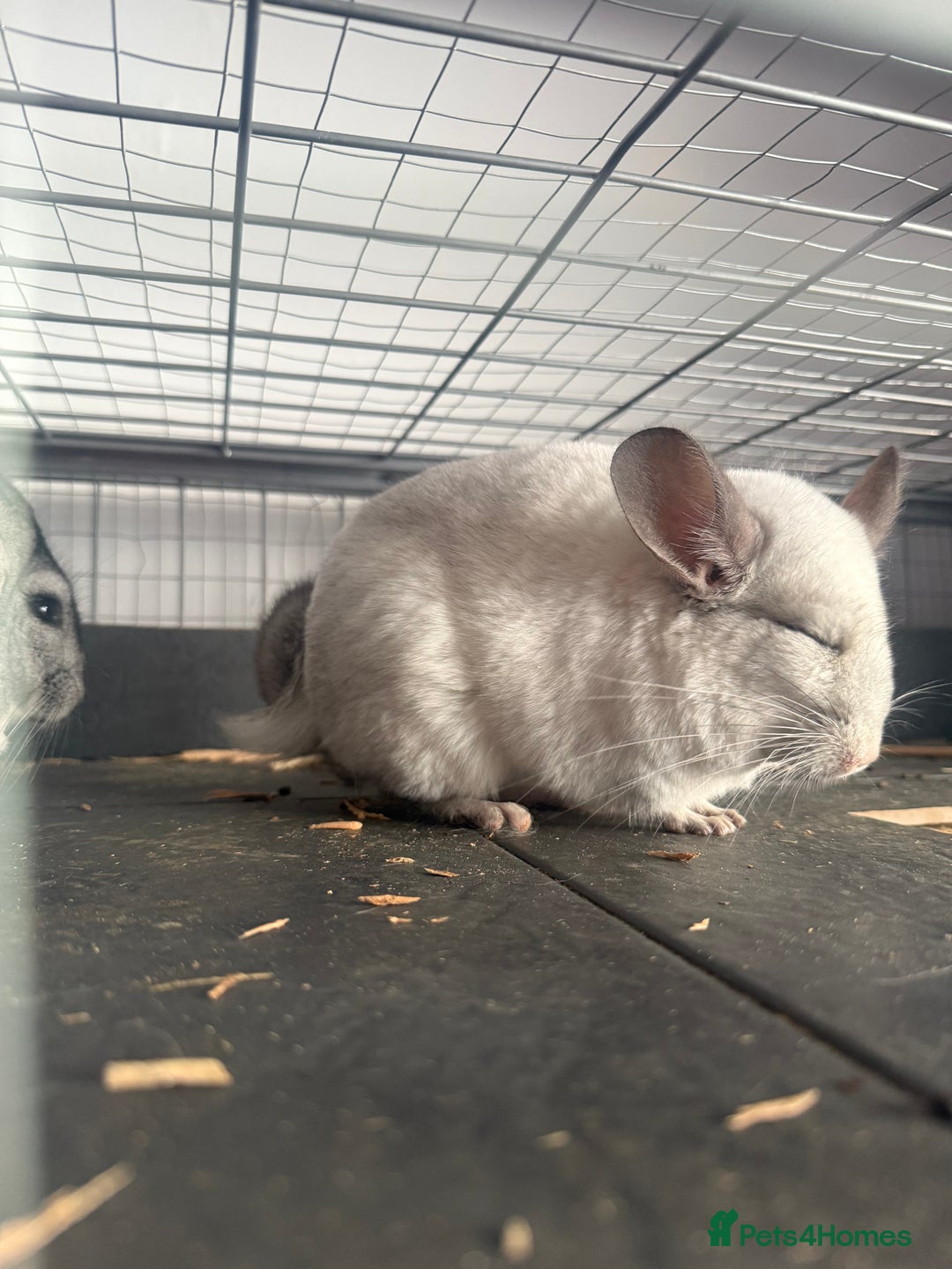 Chinchilla rodents for sale: 3 Chinchillas (family) - Image 14