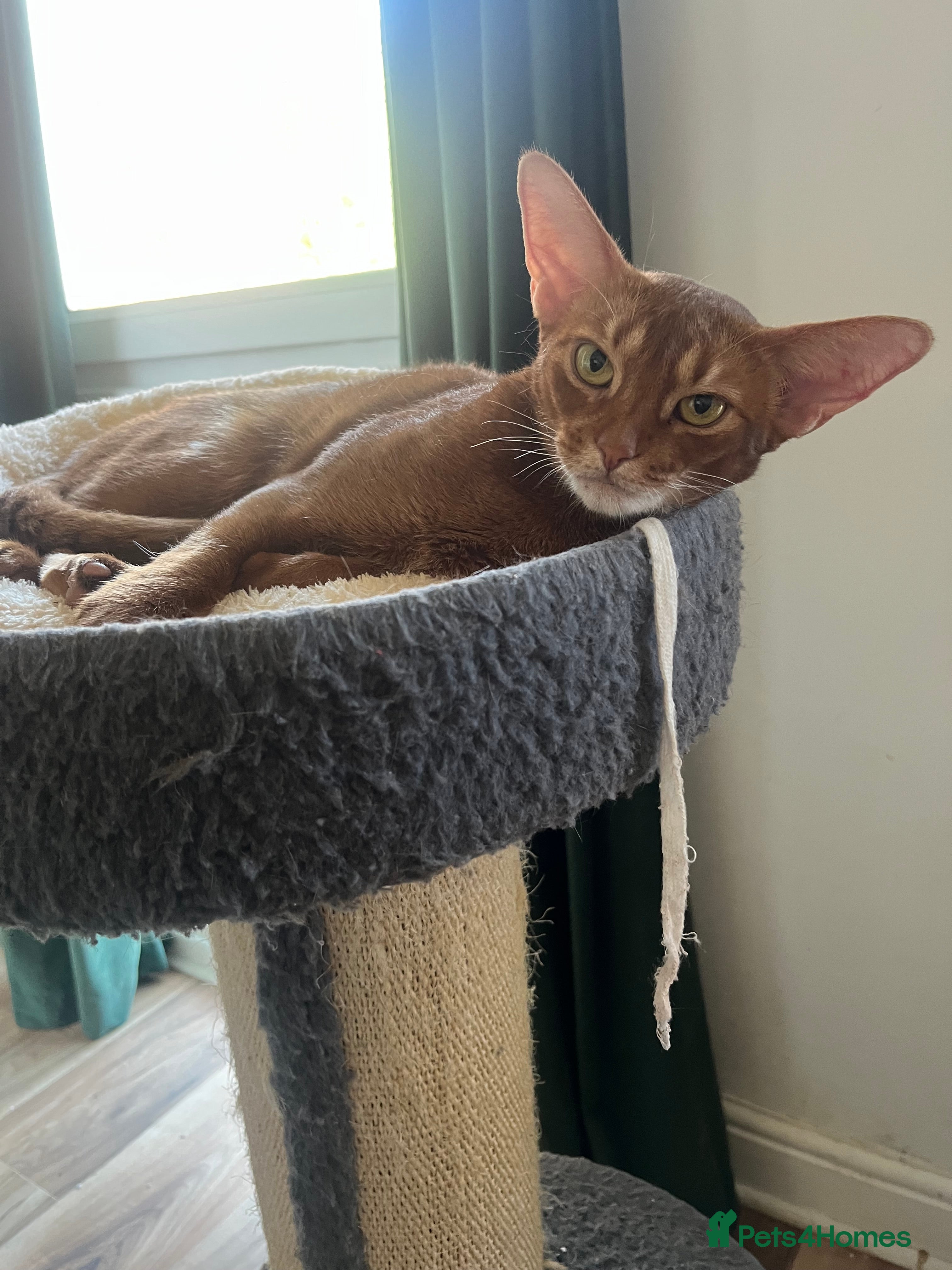 Abyssinian cats Truly amazing Abyssinian Charlie - Advert 4