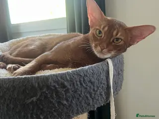 Abyssinian cats Truly amazing Abyssinian Charlie - Advert 17