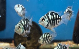 Cichlids fish for sale: Healthy Convict (Zebra) Cichlids for Sale!  - Advert 2