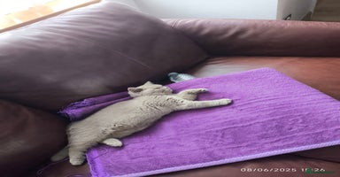 British Shorthair cats - Advert 15