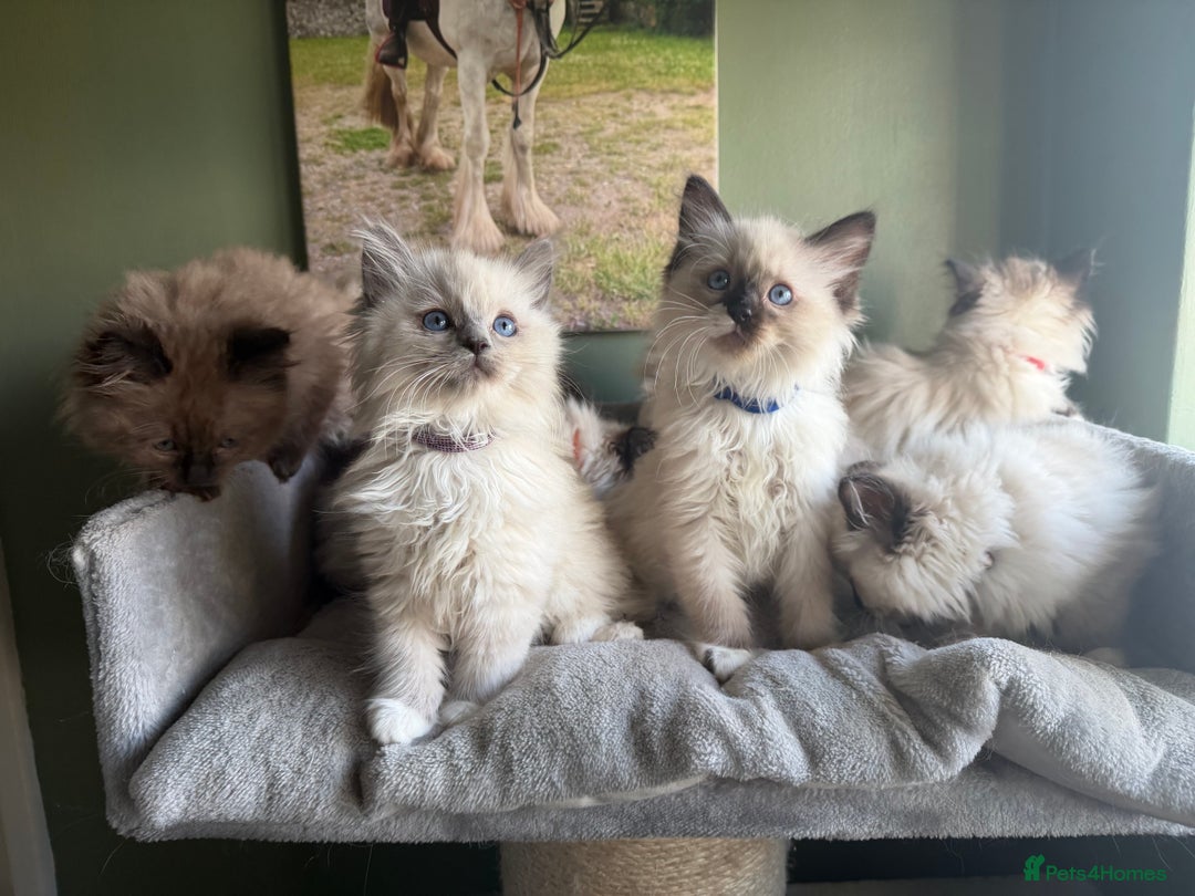 Ragdoll cats for sale: Tica Registered Ragdolls - Advert 4