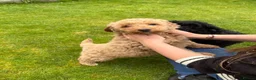 Cockapoo dogs for sale: Cockapoo Puppies!! 🐶  - Advert 3