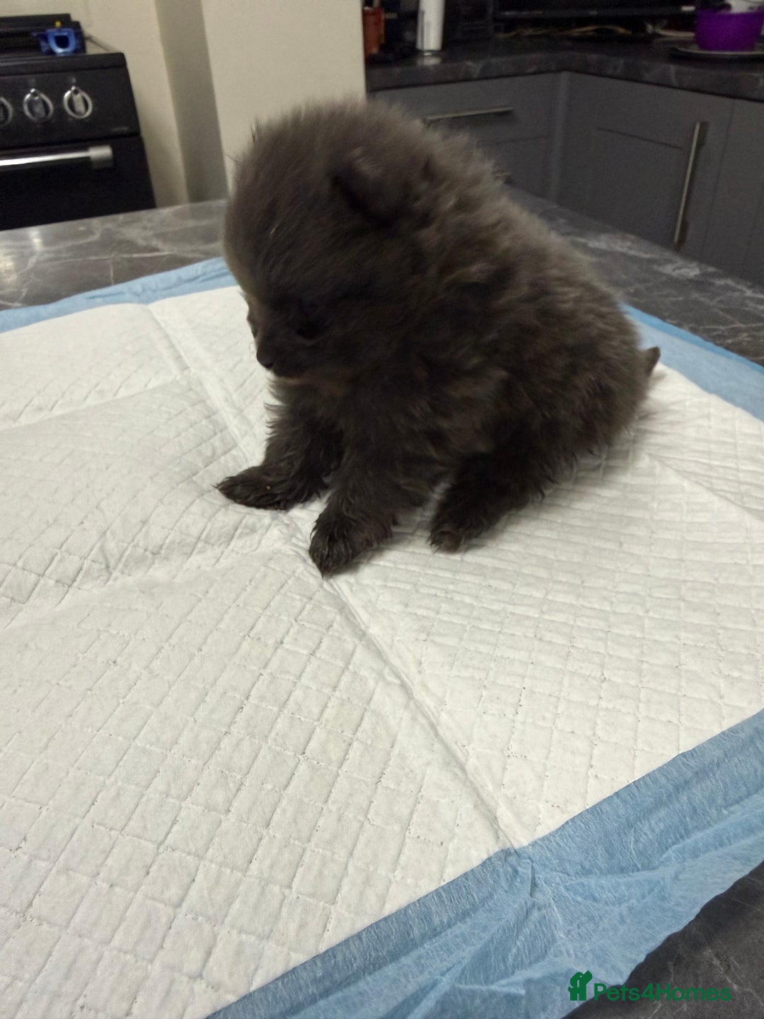 Pomeranian dogs for sale: Pomeranian boy for sale - Advert 4