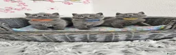 British Shorthair cats for sale: British Shorthair Kittens  - Advert 3