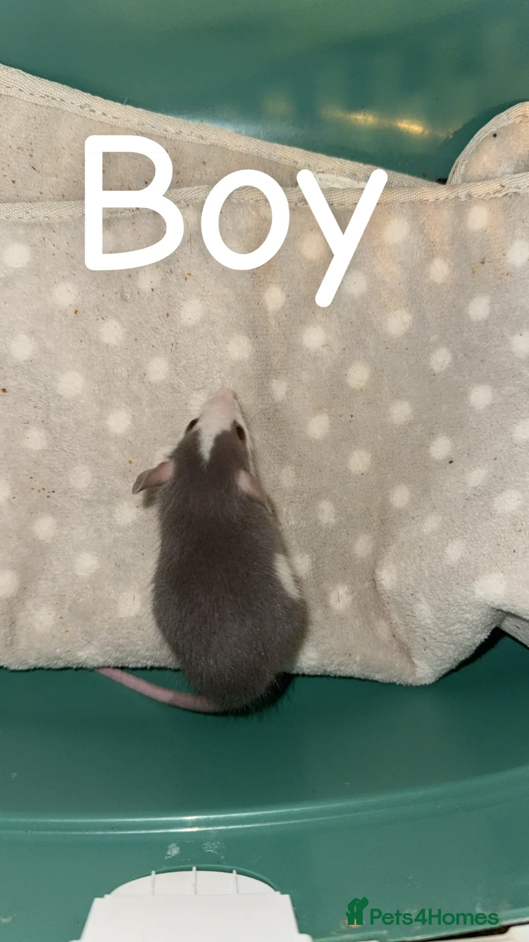 Rat rodents for sale: Baby rats mixed  - Advert 3