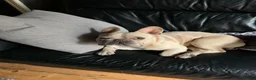 French Bulldog dogs for sale: Alan needs a new home  in Leicester - Advert 2