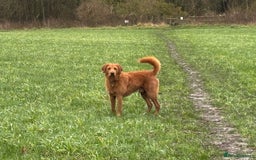 Labradoodle dogs for stud: Beautiful Labradoodle for stud  - Image 2