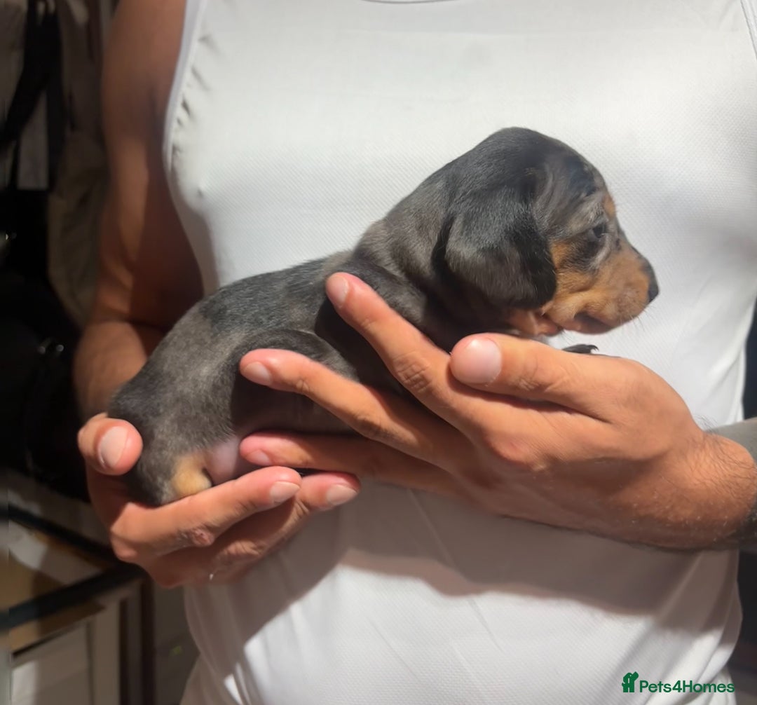 Dachshund dogs for sale: Dachshund Puppies Looking for forever Homes - Image 8