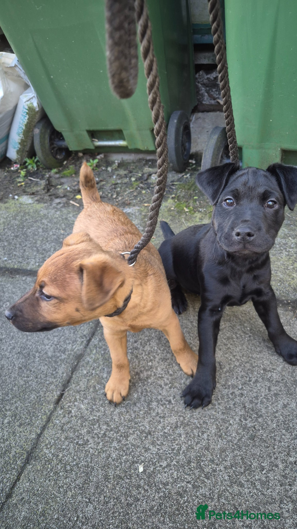 Mixed Breed dogs Strong Patterdale x lakeland  - Advert 12