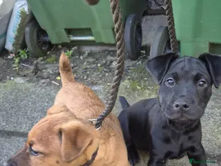 Mixed Breed dogs Strong Patterdale x lakeland - Advert 12