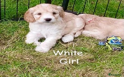 Cockapoo dogs for sale: ⭐️VERY RARE TOY Cockapoo Puppies⭐️🐶 - Image 28