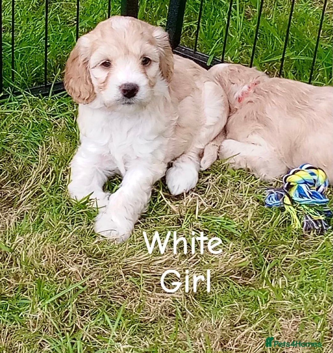 Cockapoo dogs for sale: ⭐️VERY RARE TOY Cockapoo Puppies⭐️🐶 - Image 28