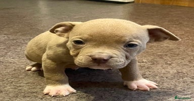 Mixed Breed dogs - Advert 2