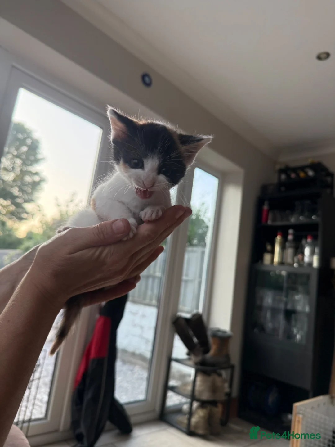 Mixed Breed cats for sale: Stunning calico girl available now - Advert 2