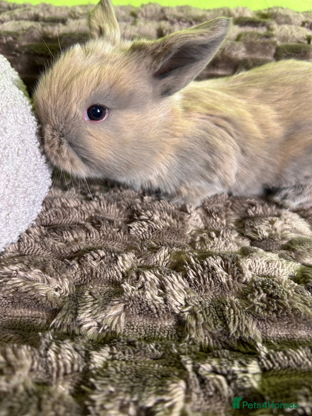 Mini Lop rabbits for sale: Pure breed mini lops  - Image 13