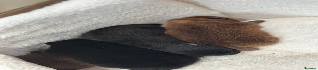 Pomeranian Puppy 3