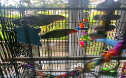 Lovebirds birds for sale: Pair of Love Birds - Image 1