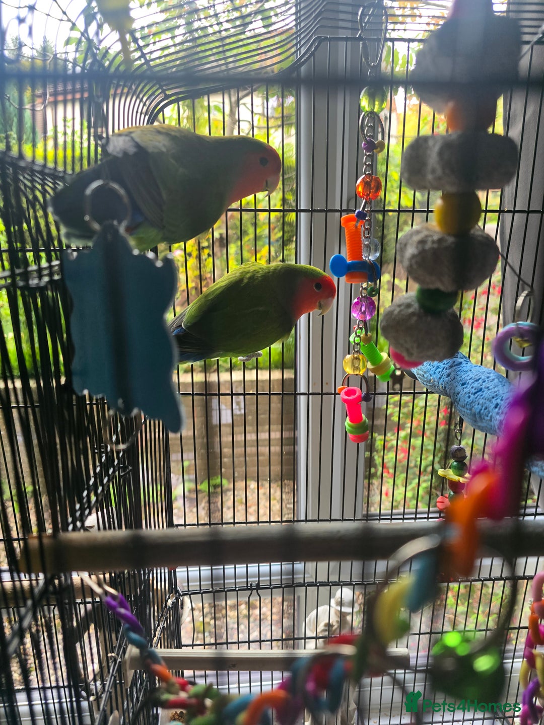 Lovebirds birds for sale: Pair of Love Birds - Image 1