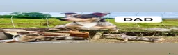 Jack Russell dogs for sale: Beautiful Jack Russell pups  - Advert 2