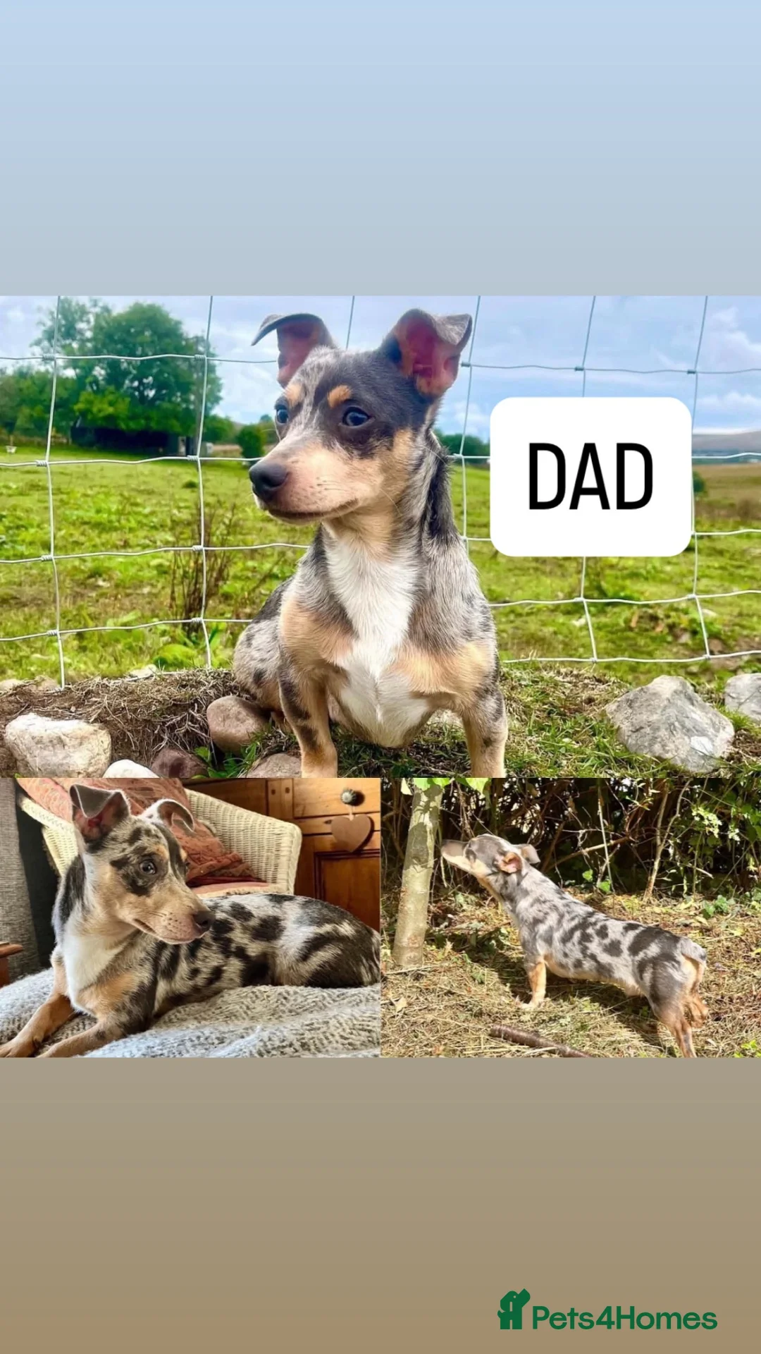 Jack Russell dogs for sale: Beautiful Jack Russell pups  - Advert 2