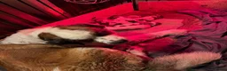 Saint Bernard dogs for sale: 8 Beautiful Saint Bernard pups  in Alcester - Advert 2