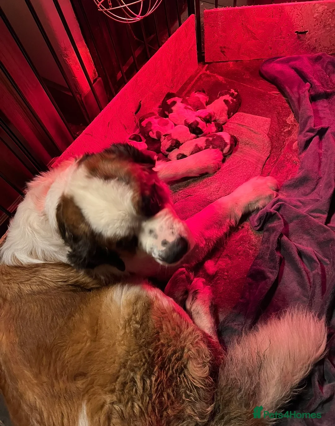 Saint Bernard dogs for sale: 8 Beautiful Saint Bernard pups  in Alcester - Advert 2