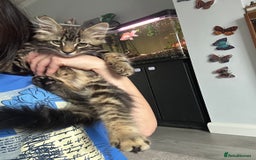 British Longhair cats for sale: Fluffy Male Kitten - Advert 6