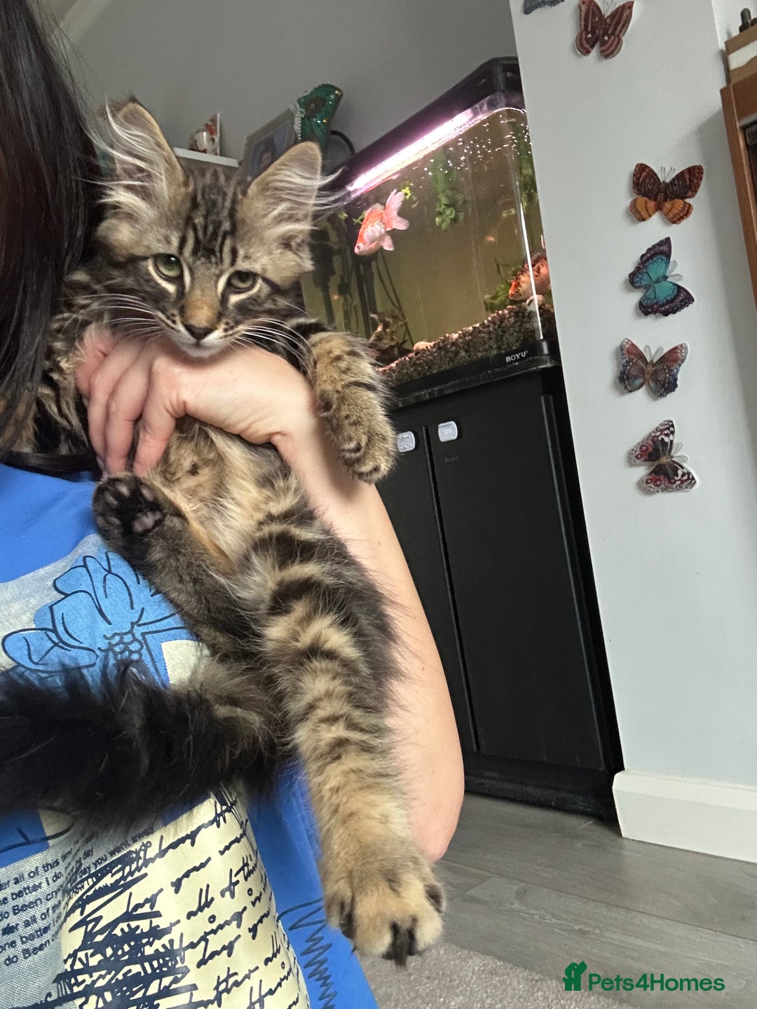 British Longhair cats for sale: Fluffy Male Kitten - Advert 6