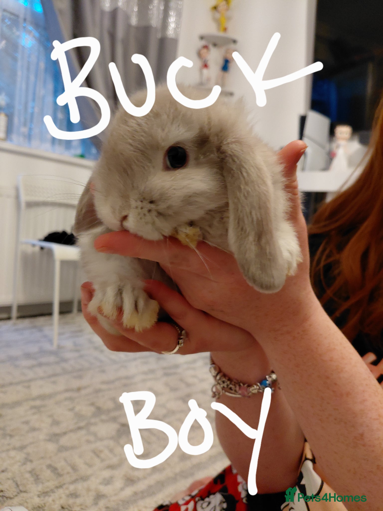 Mini Lop rabbits MINI LOP - Advert 2