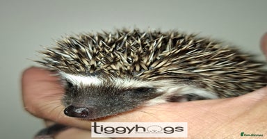 Pygmy Hedgehog rodents - Advert 5