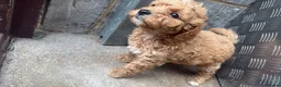 Cavapoo dogs for sale: Cavanpoo puppies  - Advert 9