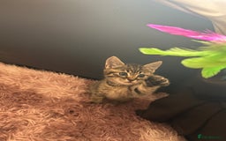Bengal cats for sale: Bengal - Image 2