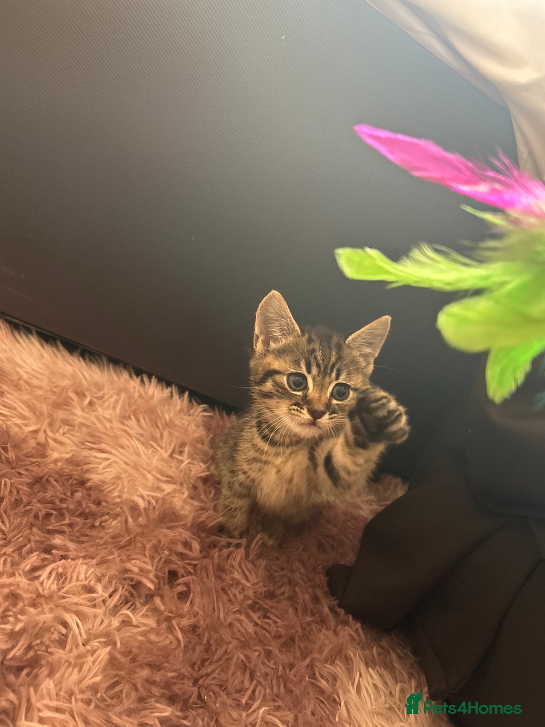 Bengal cats for sale: Bengal - Image 2