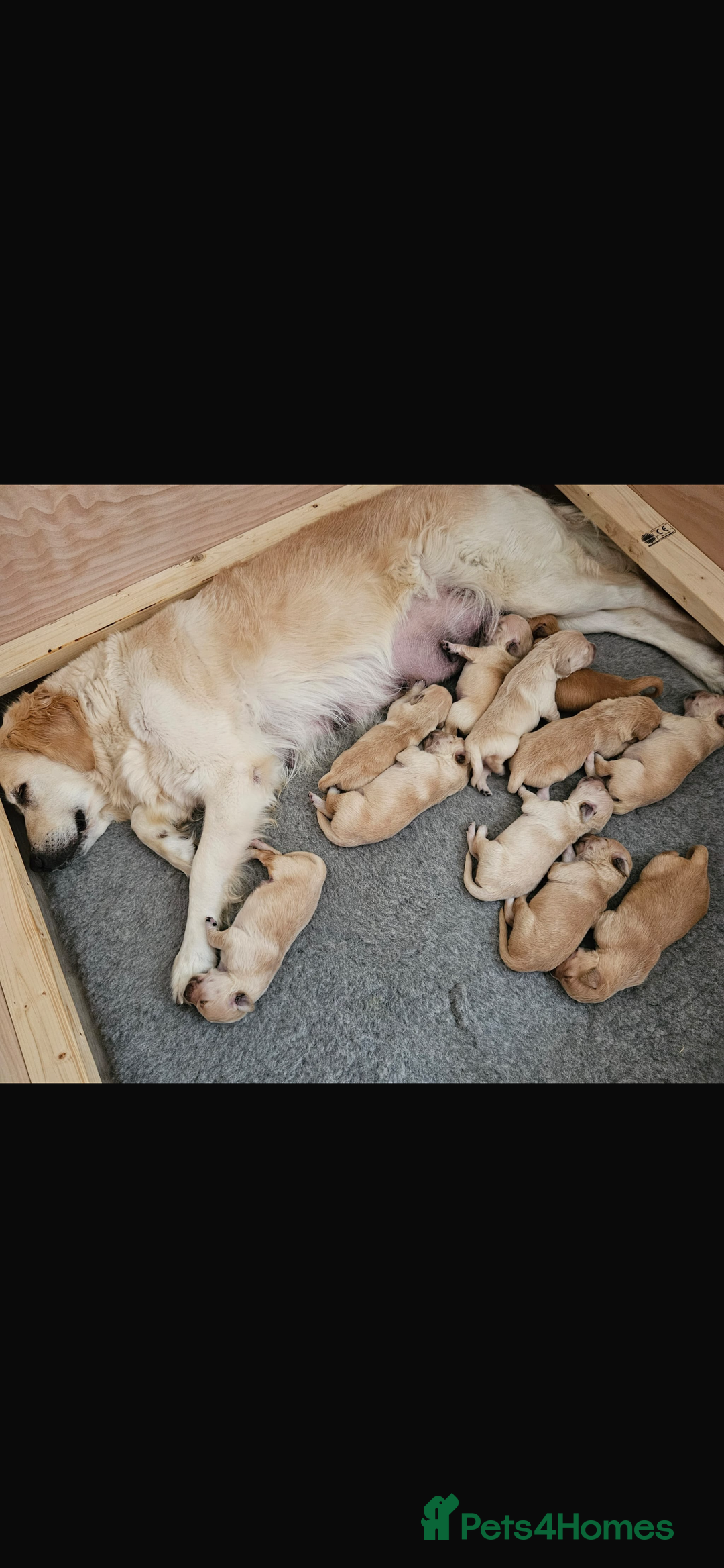 Golden Retriever dogs for sale: Beautiful KC Registered Golden Retrievers - Image 12
