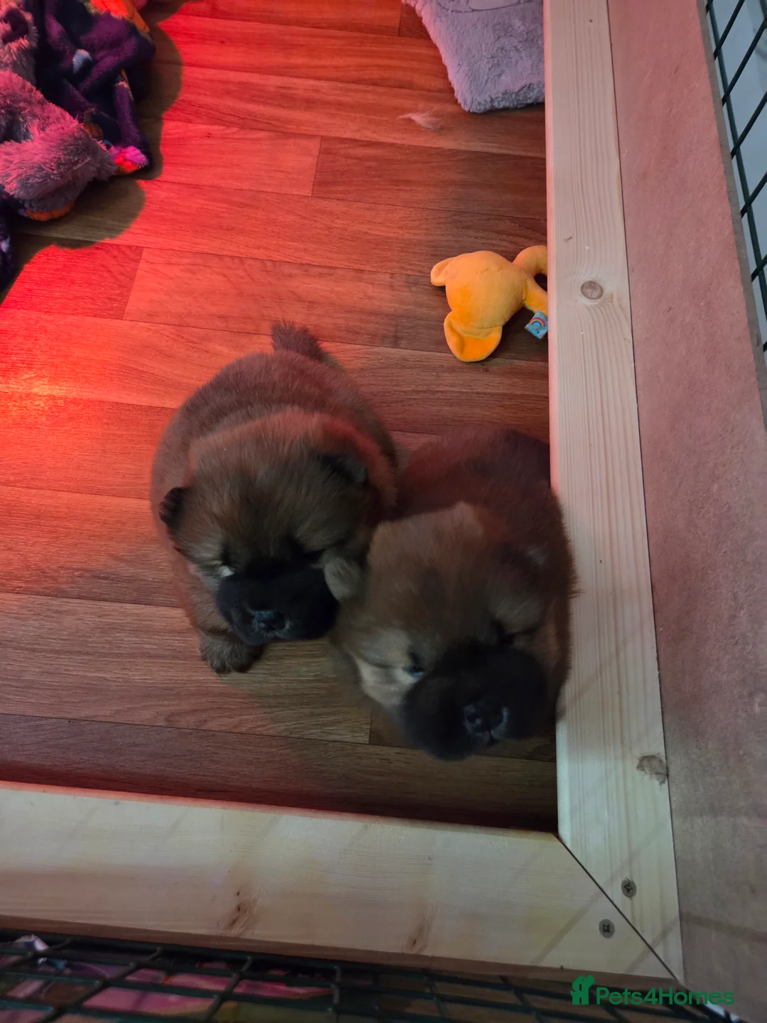 Chow Chow dogs for sale: READY NOW !!! KC REGISTERED CHOW CHOW GIRL - Advert 13