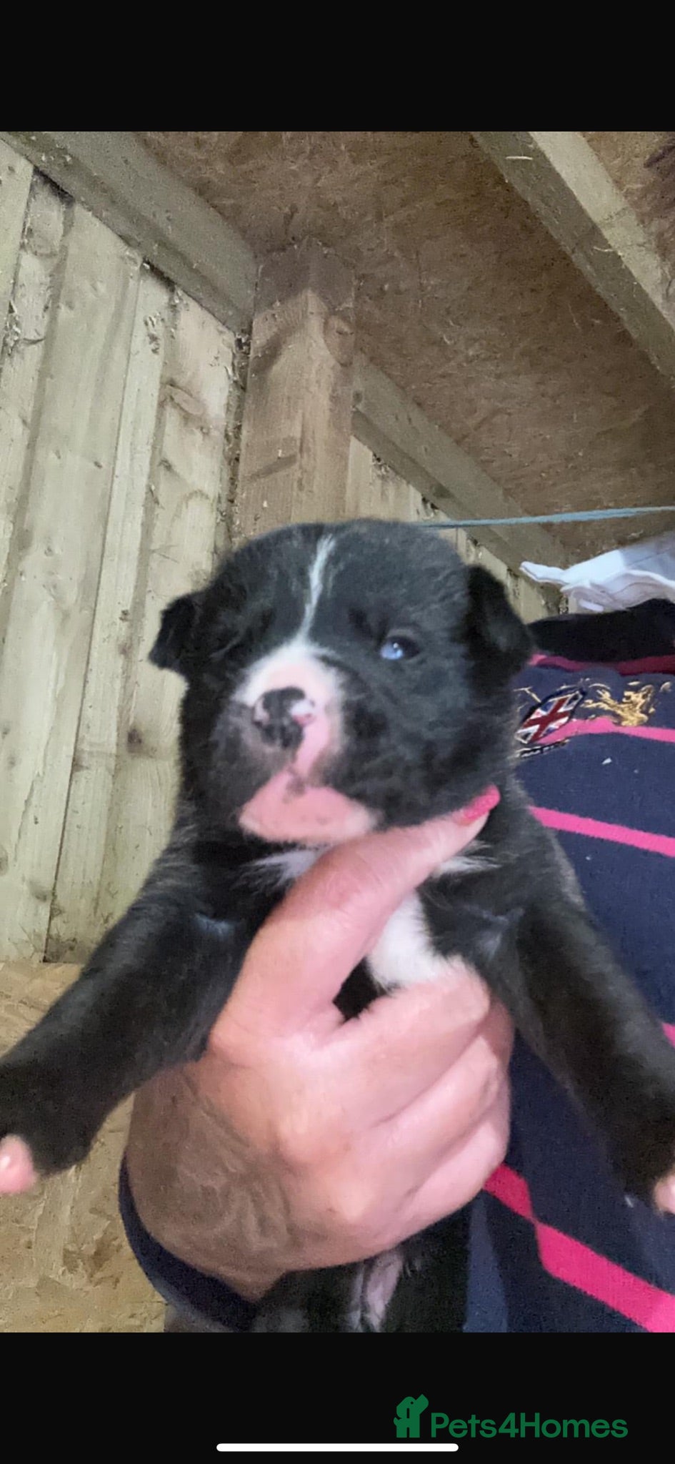 Mixed Breed dogs  Loving Labrakitas  - Advert 10